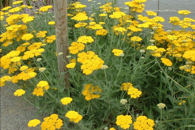 Achillea clypeolata Yellow (1276)